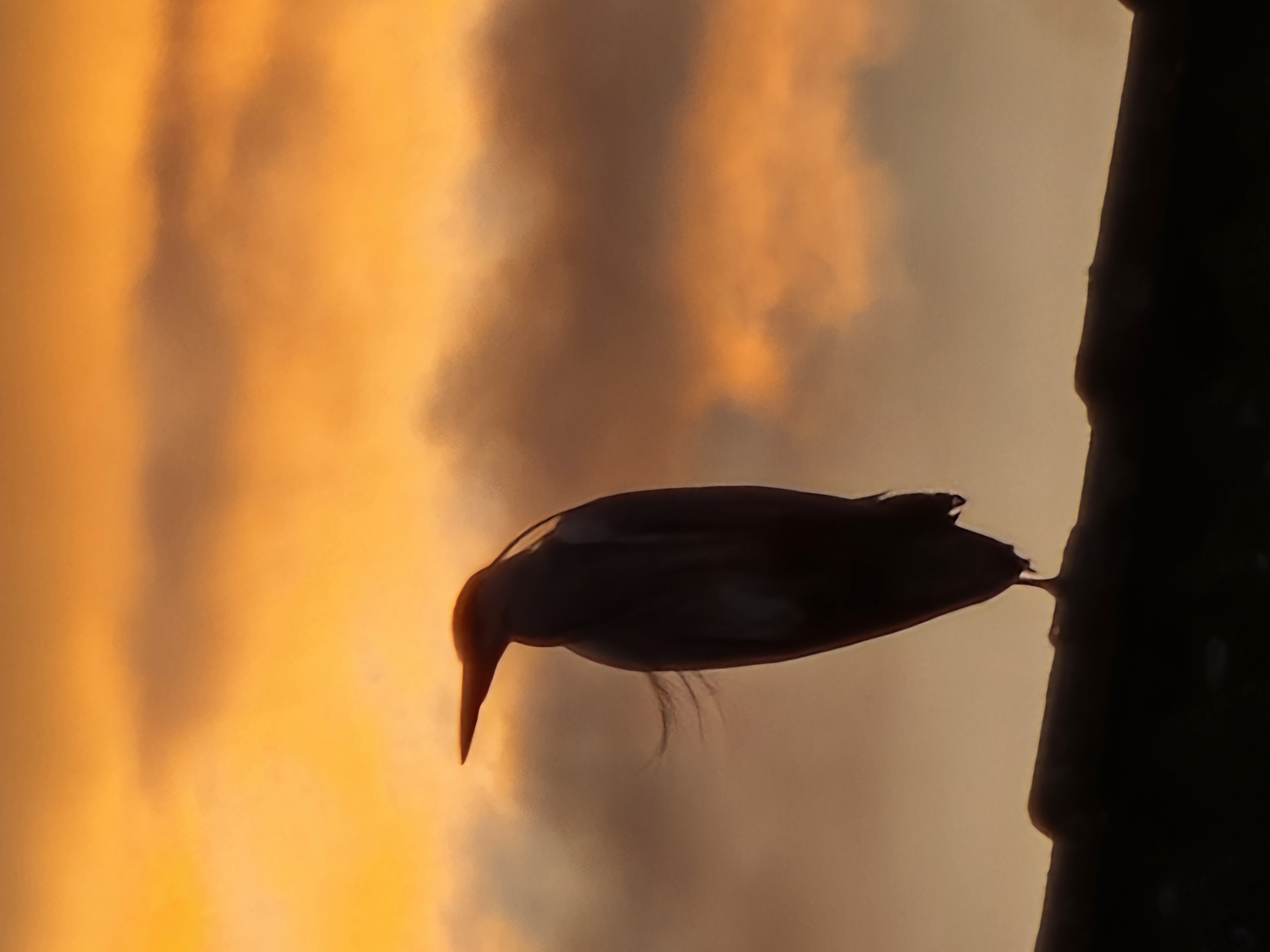 Zen.nl, Zen, meditatie, leren mediteren, foto
